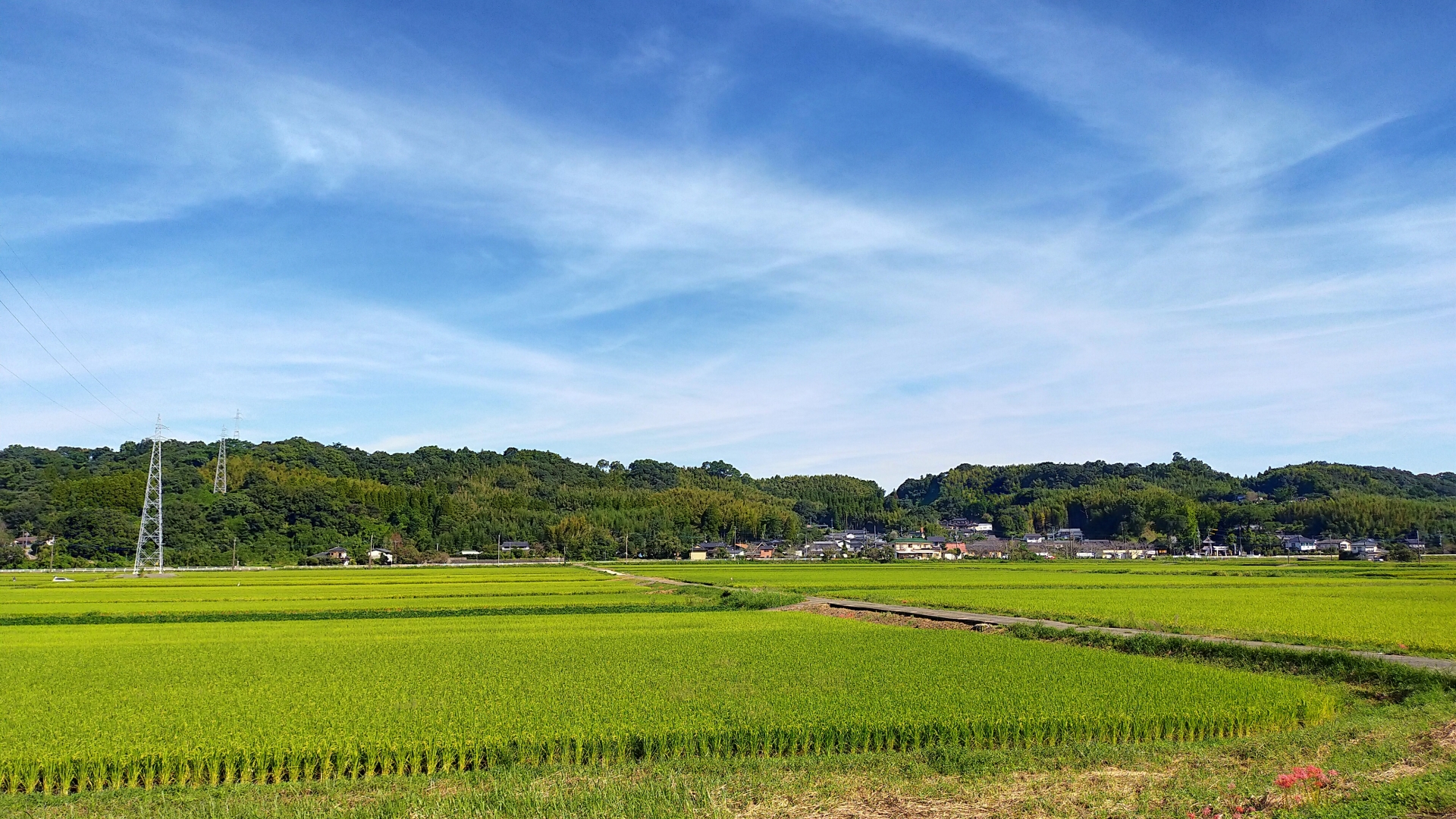益城町　田んぼ